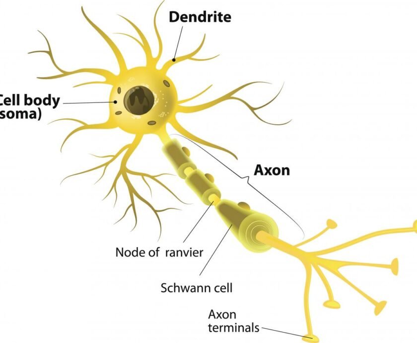 neuron-diagram
